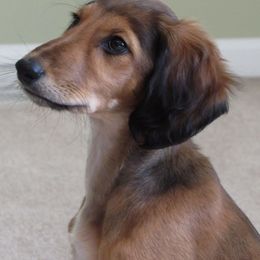 Saluki Puppies from Kushiel Salukis