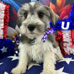 Levi - Parti male Miniature Schnauzer puppy in Sylvania, Georgia from Southern Sky Miniature Schnauzers