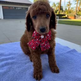 Red collar - Red  female Poodle puppy in Riverside, California from Riverside red poodles