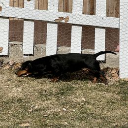 June - Dachshund