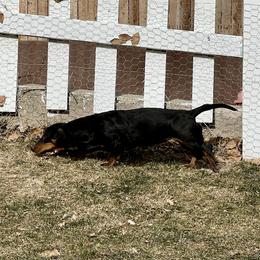 June - Dachshund