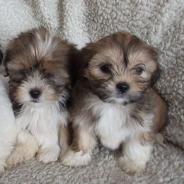 Lhasa Apsos from Ponderosa Lhasa Apso Ranch