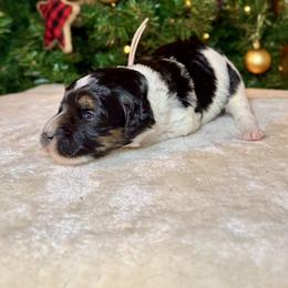Girl 3 - Tri-color female Bernedoodle puppy in Litchfield, New Hampshire from Vidadoodle