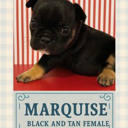 Marquise - female French Bulldog puppy in Utah from HM Kennels