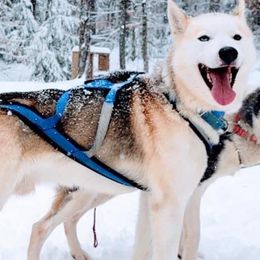Cole - Siberian Husky