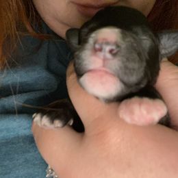 Schnoodle Puppies from Noodle Tings Puppies