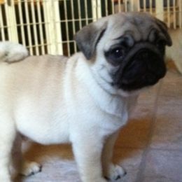 French Bulldogs and Pugs from Felzar