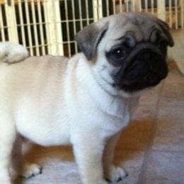 French Bulldogs and Pugs from Felzar