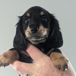 Boy 3 - Dachshund puppy in Homosassa, Florida from Foxies Doxies