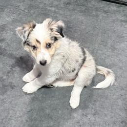 Brave - Blue merle male Border Collie puppy in Guffey, Colorado from Sunset Ridge