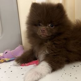 Boy 3 has been reserved - Pomeranian puppy in Abilene, Texas from Blessedpoms