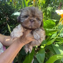 Brownie - Liver male Shih Tzu puppy in Fresno, California from Jas’ ClassnSass