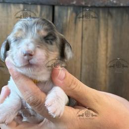 5200 - Dapple female Dachshund puppy in Ocala/Gainesville, Florida from From the Heart Doxies