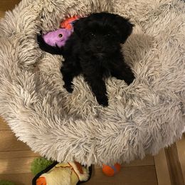 Goldendoodle and Havapoo Puppies from Lady Paws Puppies