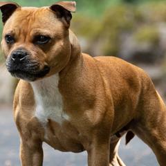Staffordshire Bull Terriers from Stumptown SBTs