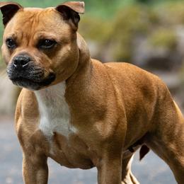 Staffordshire Bull Terriers from Stumptown SBTs