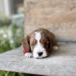 Cavapoo Puppies from Wednesday & Co