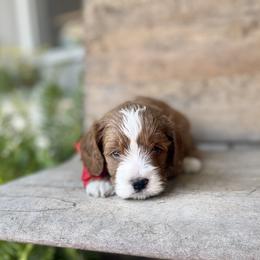 Cavapoo Puppies from Wednesday & Co