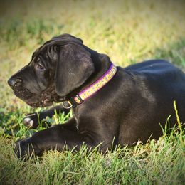 Great Dane Puppies from Kirk’s Dane Farm