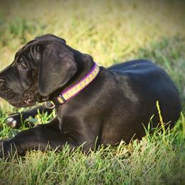 Great Dane Puppies from Kirk’s Dane Farm