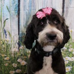 Bernedoodles from Puppy Bootcamp