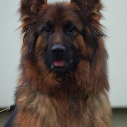 Belle - German Shepherd