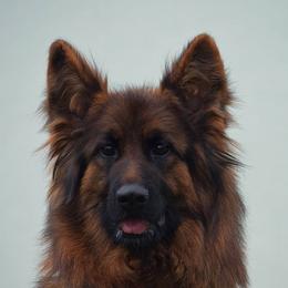 Belle - German Shepherd