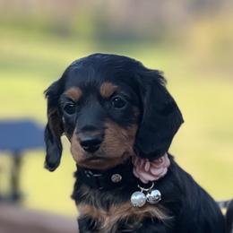 Rose - Black and tan female Dachshund puppy in Choccolocco, Alabama from Ace’s Doxies