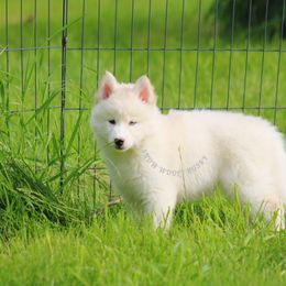 Pup S4 (Dolly) - White female Siberian Husky puppy in Lunenburg, Vermont from SNOW WOOLY HUSKY