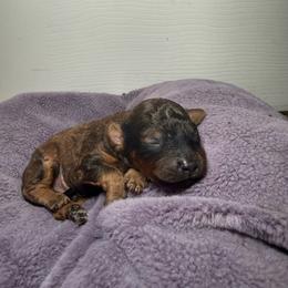Sage - Brindle male Poodle puppy in Atlanta, Georgia from YorkShih Pup & Co