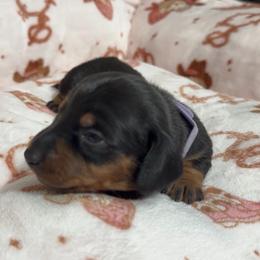 Purple - Blue and tan female Dachshund puppy in Bakersfield, California from KC Doxies