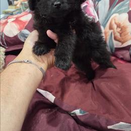 Max - Black & tan tri-color male Maltipoo puppy in Sedro Woolley, Washington from Absher Ranch