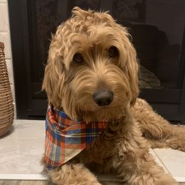 Bowser - Goldendoodle