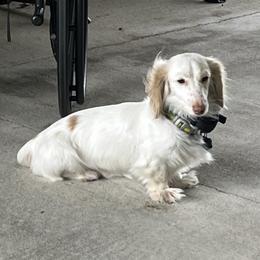 Bear - Dachshund