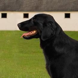 Epic - Flat-Coated Retriever