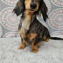 Everly - Dachshund