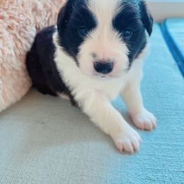 Plum - Border Collie puppy from Bluewater Border Collies