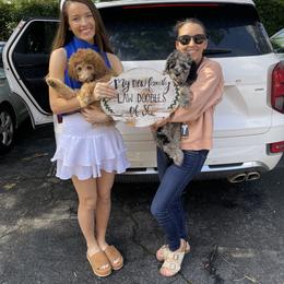 Golden Aussiedoodle and Goldendoodle Puppies from Law Doodles of SC