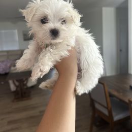 Ohana - White male Maltese puppy in Steele, Alabama from Mountaintop Paws