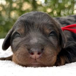 Girl 4 - female Bernedoodle puppy in Highland, Utah from Angel Pups Deluxe