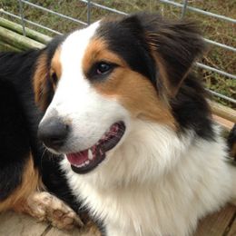 Gilly - Old Time Scotch Collie