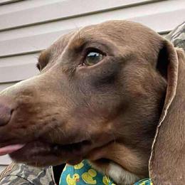 Dachshunds, Labradoodles, and Labrador Retrievers from Muddy Bay Kennels