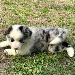 Becky - Blue merle female Border Collie puppy in Tahlequah, Oklahoma from Royal T Kennel