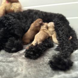 Cockapoo, Double Doodle, Goldendoodle, Poodle, and Shihpoo Puppies from Peace, Love, and Puppies at the Creek