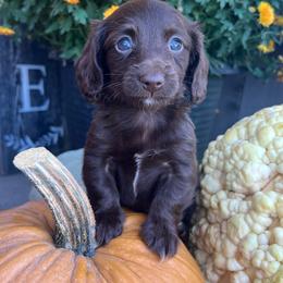 Chocolate girl one - Chocolate female Dachshund puppy in Payette, Idaho from NT Mini Doxies