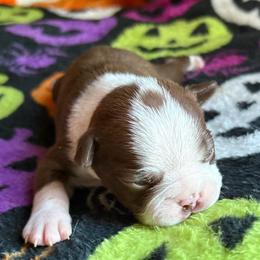 LUCY JO - Red female Boston Terrier puppy in Anderson, South Carolina from Lola’s House of Bostons & Rescue