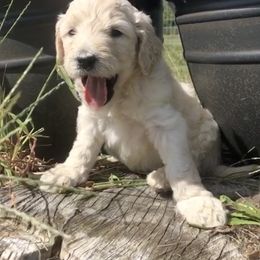 Goldendoodle Puppies from Beary GoldenDoodles