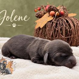 Jolene - Cream female Dachshund puppy in Hockley, Texas from Shans Down Home Doxies