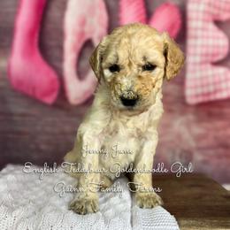 Jenny June English Teddybear - Apricot female Goldendoodle puppy in Grove, Oklahoma from Guinn Family Farms