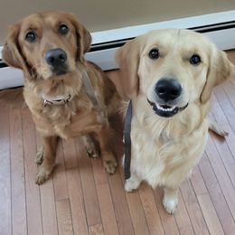 Golden Retrievers from Wallace Golden Retriever's